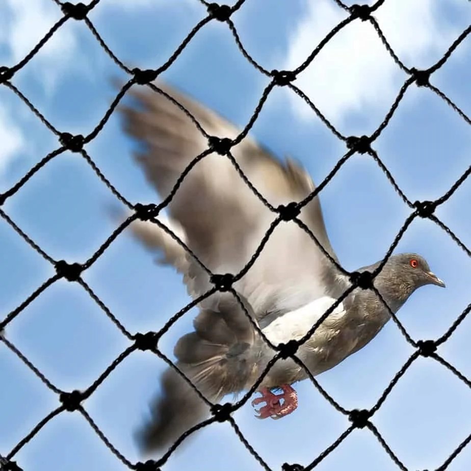 Malla bird